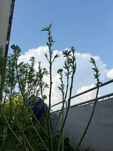 Growreport Bild 20