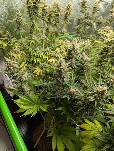 Growreport Bild 7