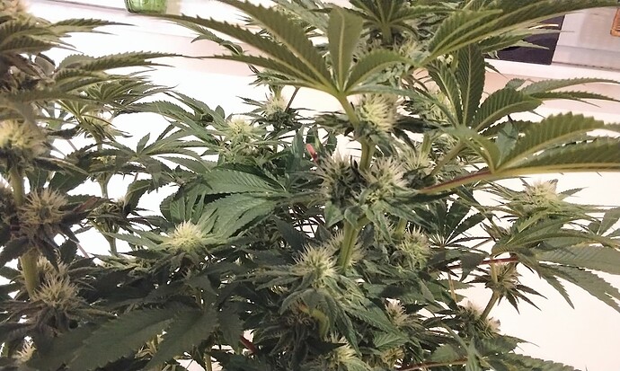 IMG_20251125_171941~2