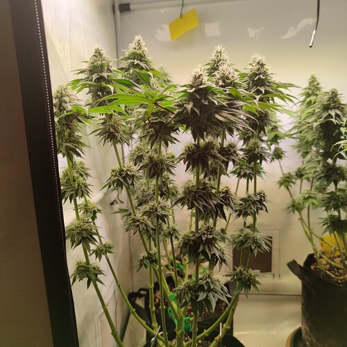 Growreport Bild 3