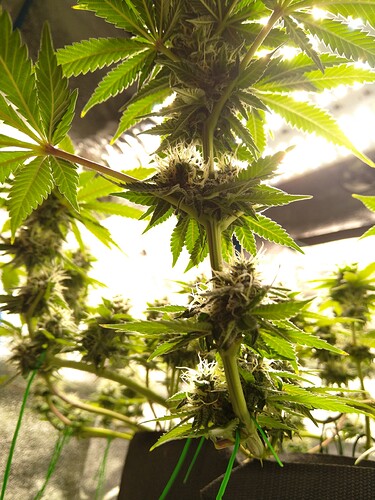 Growreport Bild 7