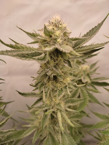Growreport Bild 29