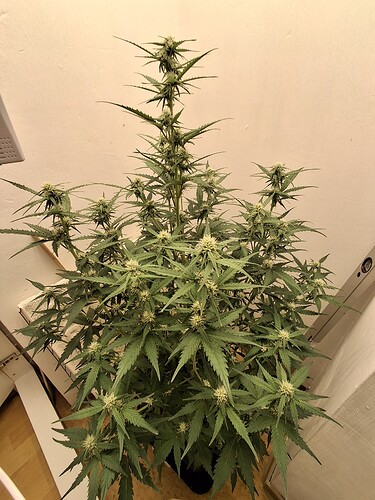 Growreport Bild 113