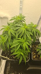 Growreport Bild 18