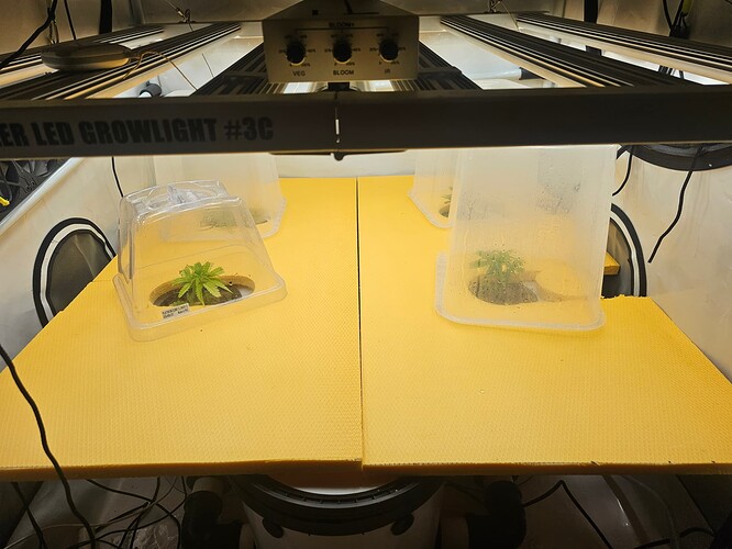 Growreport Bild 34