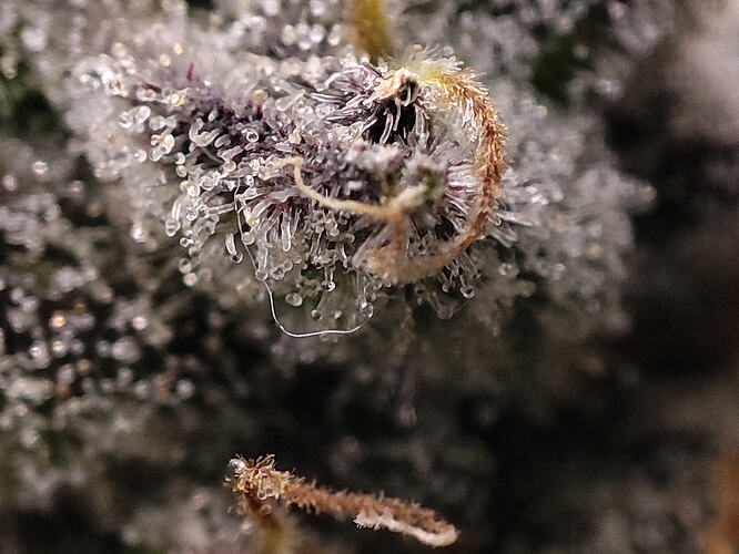 Growreport Bild 7