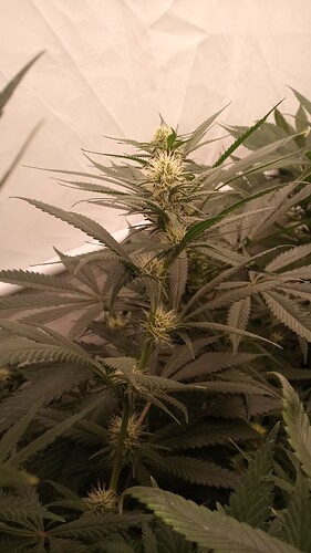Growreport Bild 5