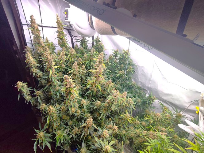 Growreport Bild 30