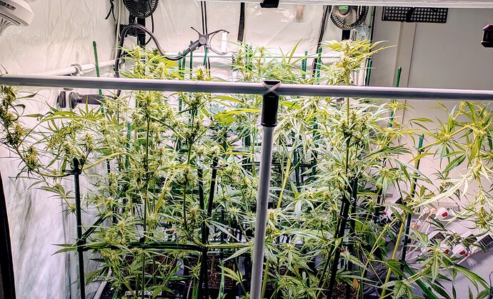 Growreport Bild 5