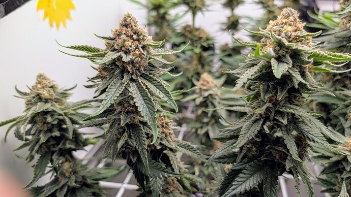 Growreport Bild 34
