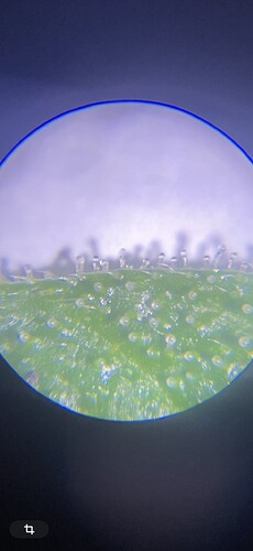 IMG_2377