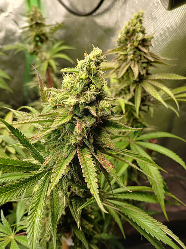 Growreport Bild 2
