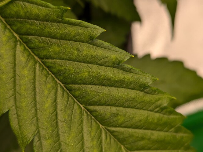 Growreport Bild 28