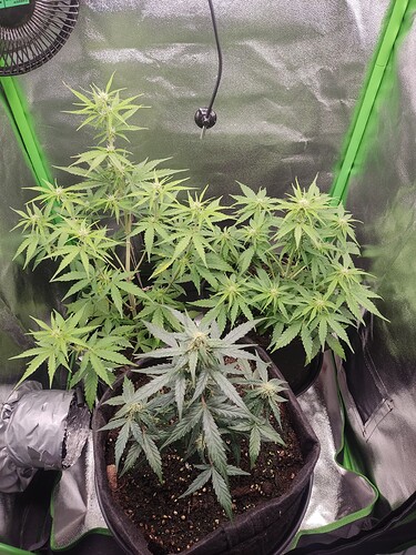 Growreport Bild 1