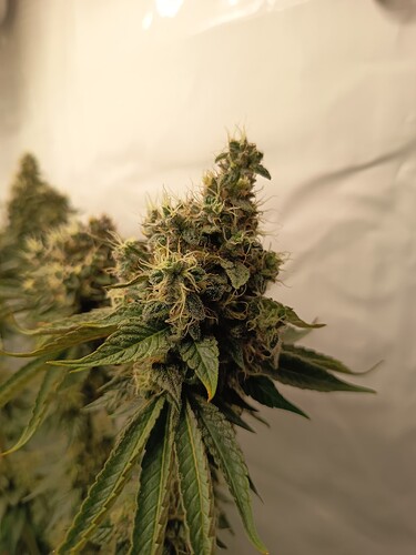 Growreport Bild 6