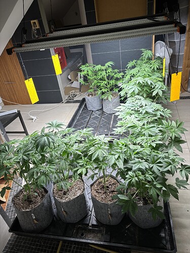 Growreport Bild 6