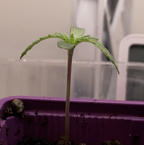 Growreport Bild 6