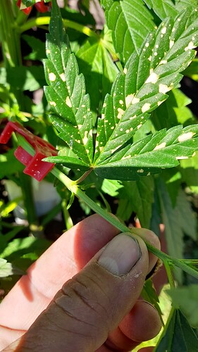Growreport Bild 1