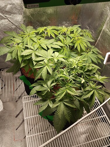 Growreport Bild 8