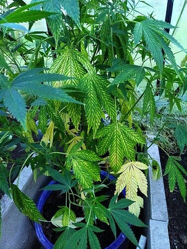 IMG_20240815_205107_412