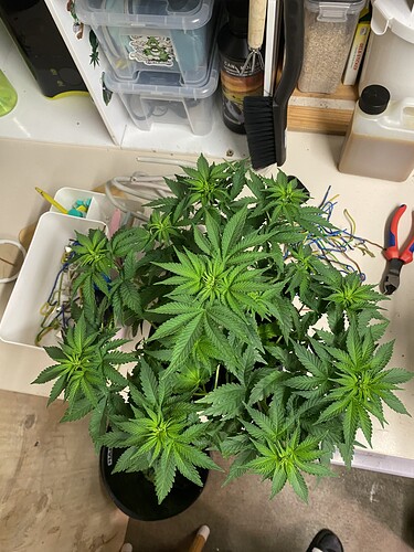 Growreport Bild 16