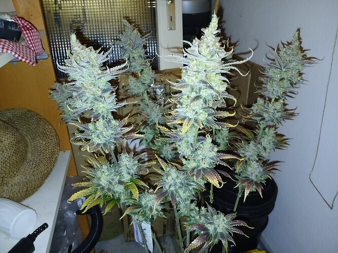 Growreport Bild 7