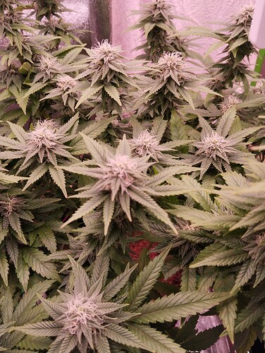 Growreport Bild 5