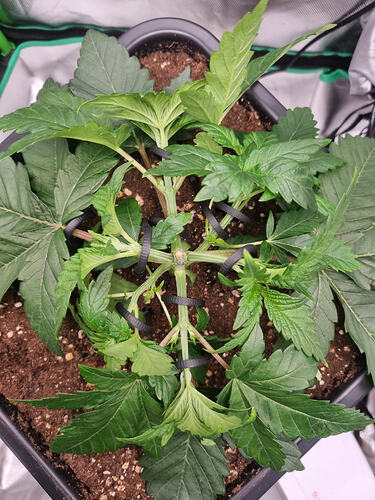 Growreport Bild 12
