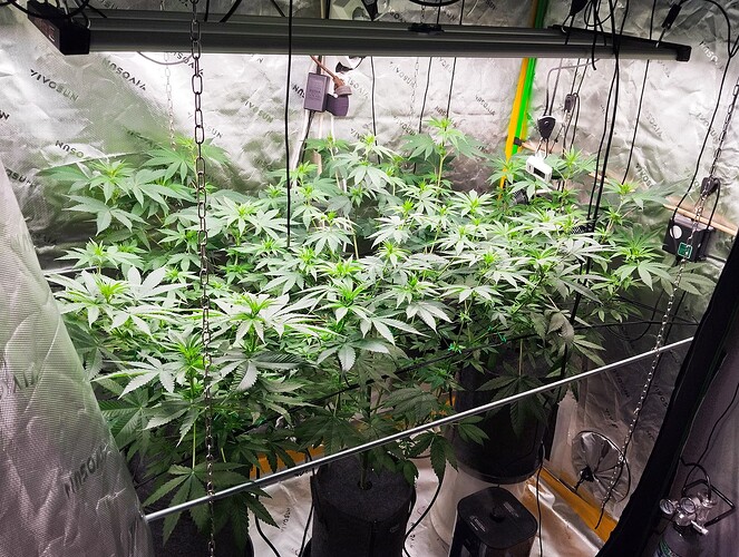 Growreport Bild 1