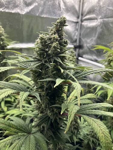 Growreport Bild 2