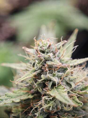 Growreport Bild 24