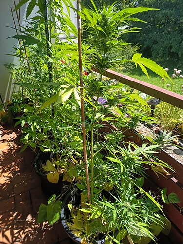 Growreport Bild 9