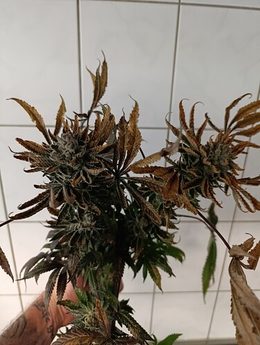 Growreport Bild 2