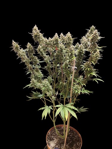 Growreport Bild 17