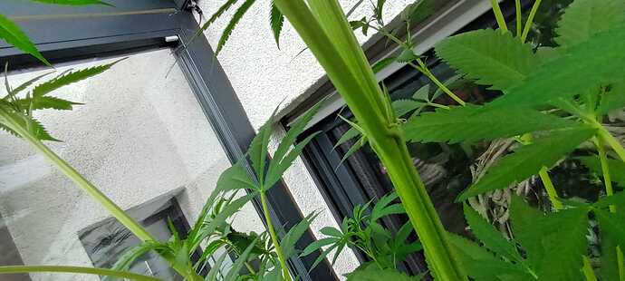 IMG-20240604-WA0003