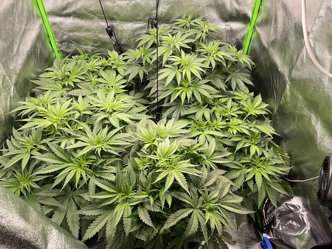 Growreport Bild 1