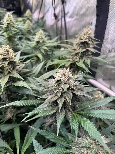 Growreport Bild 2