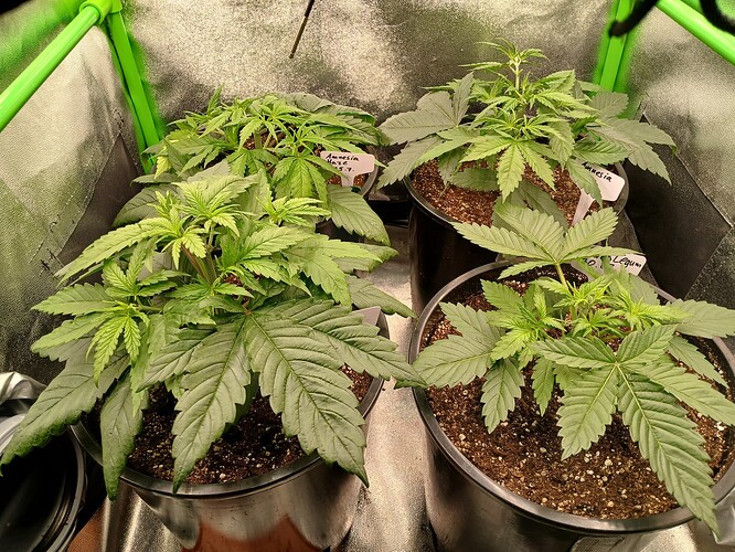 Growreport Bild 1