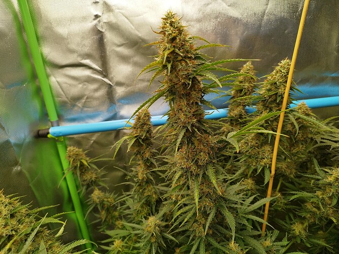 Growreport Bild 16