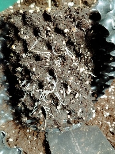 Growreport Bild 5