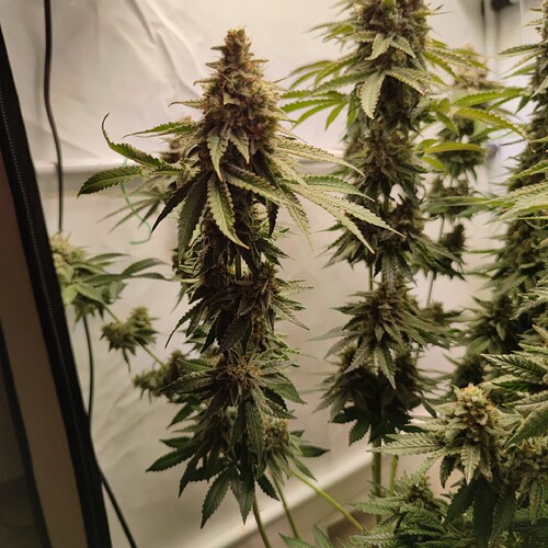 Growreport Bild 3