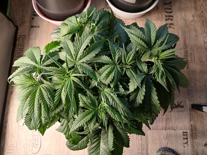 Growreport Bild 9