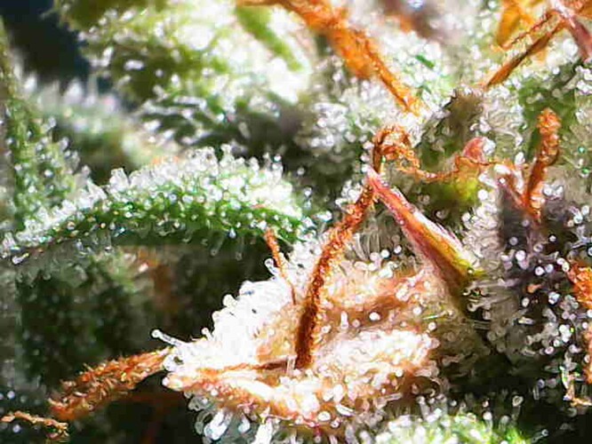 Growreport Bild 14