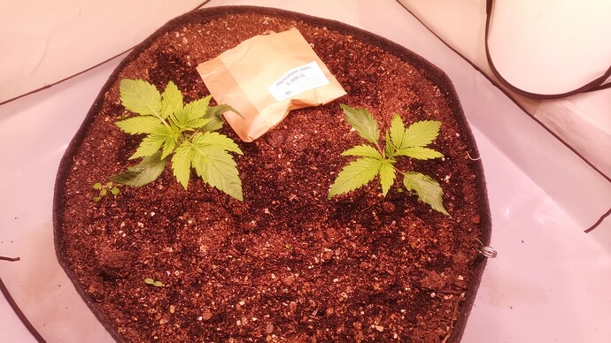 Growreport Bild 5