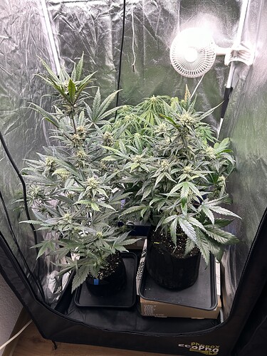 Growreport Bild 6
