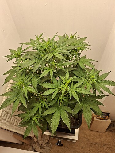 Growreport Bild 76