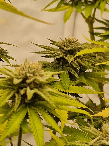 Growreport Bild 9