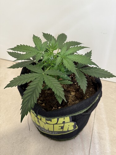Growreport Bild 2