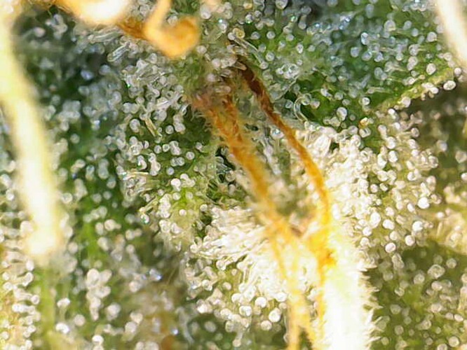 Growreport Bild 1
