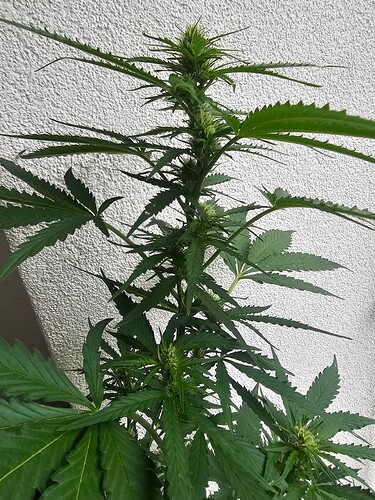 Growreport Bild 26
